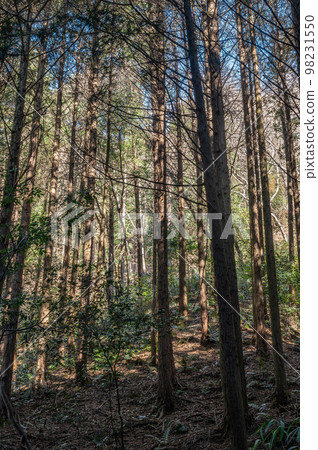 Winter cypress forest Osaka Katano 98231550