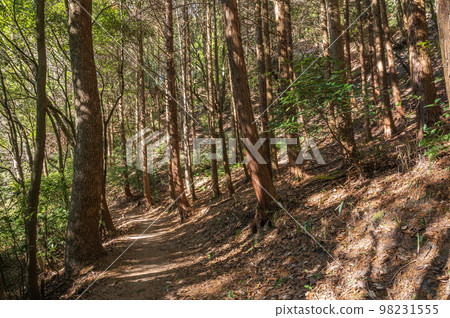 扁柏森林徒步旅行路線 大阪交野市 98231555