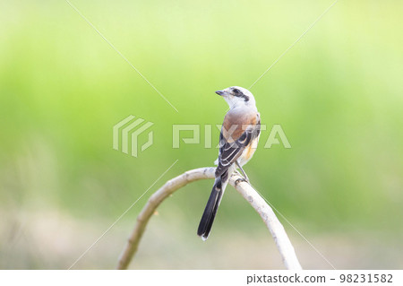 Bay-backed Shrike Bird (Lanius vittatus) perching on a branch Bay-backed Shrike Bird (Lanius vittatus) perching on a branch 98231582