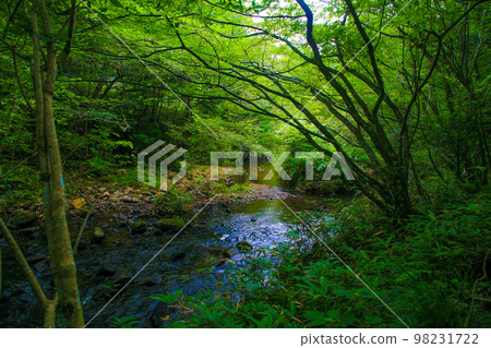夏天流經岩屋堂公園的溪流潺潺 夏天流經岩屋堂公園的溪流潺潺 98231722
