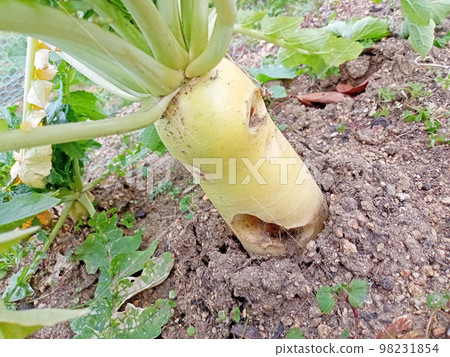 被蟲子吃掉的蘿蔔撕裂 98231854