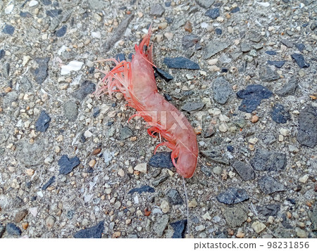 帶魚鉤的海蝦 98231856