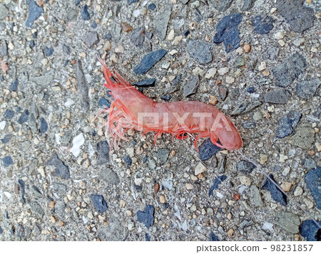 魚餌蝦 98231857