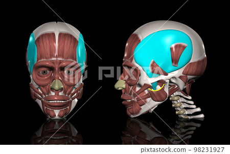 human head muscles temporalis muscle 98231927