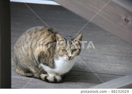 流浪貓 / 看來對此有所警惕 流浪貓 / 看來對此有所警惕 98232029