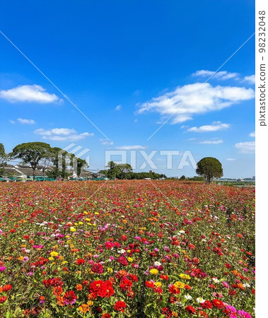 五顏六色的花田和藍藍的天空 五顏六色的花田和藍藍的天空 98232048