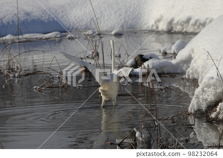 White heron overwintering in the bitter cold 98232064