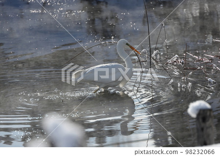White heron overwintering in the bitter cold White heron overwintering in the bitter cold 98232066