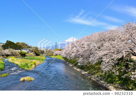一排富士山和Jun Igawa Ryujin的櫻花樹 一排富士山和Jun Igawa Ryujin的櫻花樹 98232310