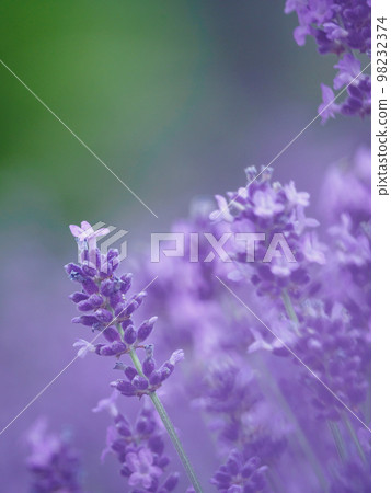 image of lavender in full bloom 98232374
