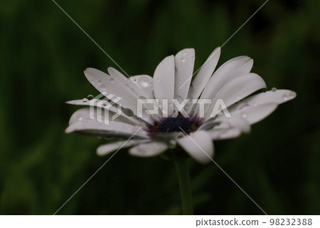 滴在 osteospermum 上 滴在 osteospermum 上 98232388