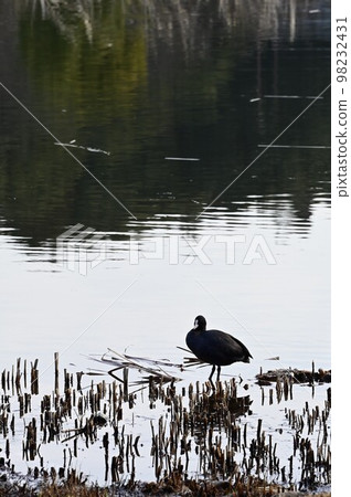 Waterfowl silhouettes in nature Waterfowl silhouettes in nature 98232431