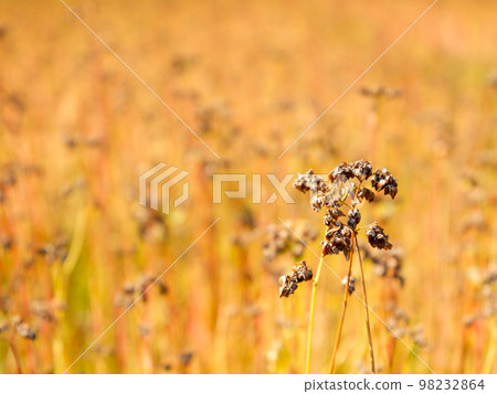 秋天蕎麥田的風景 98232864