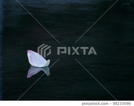 荷花盛開的池塘風光 98233090