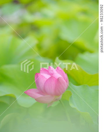 lotus blooming pond scenery lotus blooming pond scenery 98233092