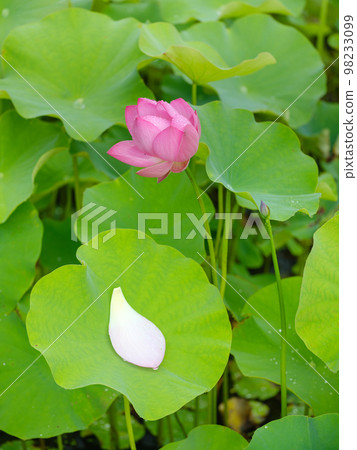 荷花盛開的池塘風光 荷花盛開的池塘風光 98233099