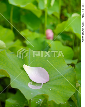 lotus blooming pond scenery lotus blooming pond scenery 98233100