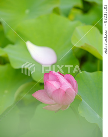 荷花盛開的池塘風光 荷花盛開的池塘風光 98233102
