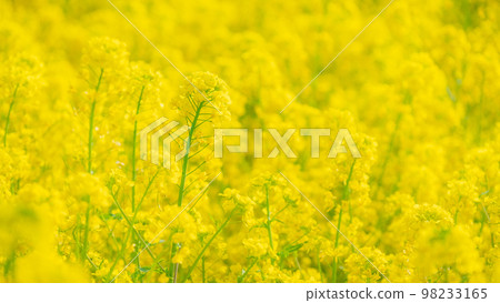 Rape blossoms (soft focus) 98233165