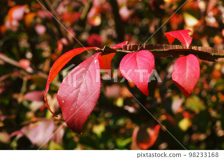 Beautiful red euonymus leaves 98233168