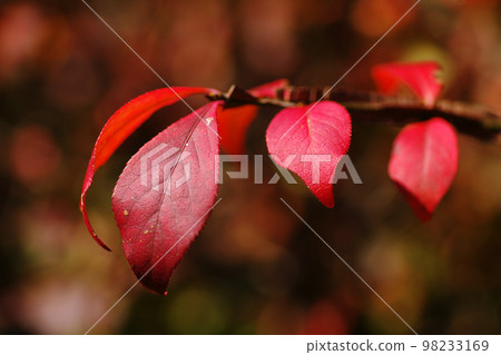 Beautiful red euonymus leaves 98233169