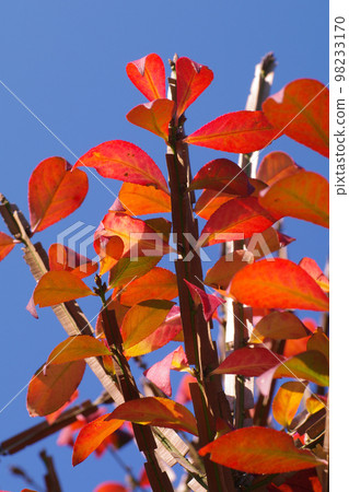 Beautiful red euonymus leaves 98233170