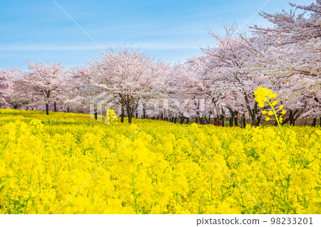Senbonzakura and rape blossoms on the south side of Akagi Senbonzakura and rape blossoms on the south side of Akagi 98233201