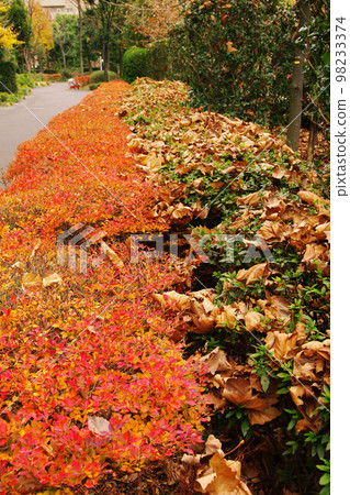 Autumn leaves of enkianthus azalea 98233374