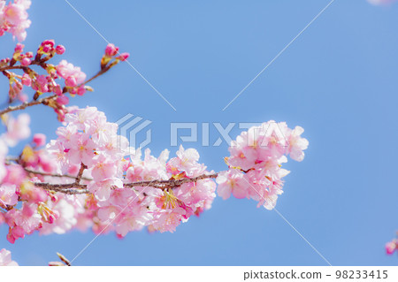 Kawazuzakura: Early-blooming cherry blossoms Kawazuzakura: Early-blooming cherry blossoms 98233415