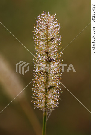 The drops (drops, drops, drops, water droplets) attached to the green foxtail are interesting. 98233458