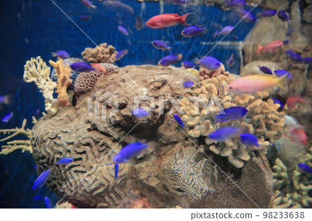 the salt water fish in the ocean or aquarium 18 Nov 2012 the salt water fish in the ocean or aquarium 18 Nov 2012 98233638