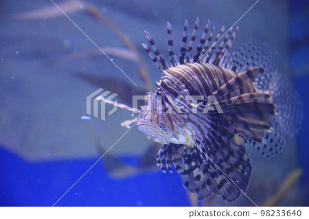 a lionfishe on the blue background, the naimal concept a lionfishe on the blue background, the naimal concept 98233640