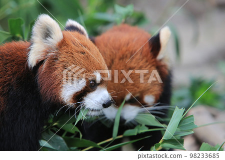 The Red Panda, Firefox or Lesser Panda 18 Nov 2012 The Red Panda, Firefox or Lesser Panda 18 Nov 2012 98233685