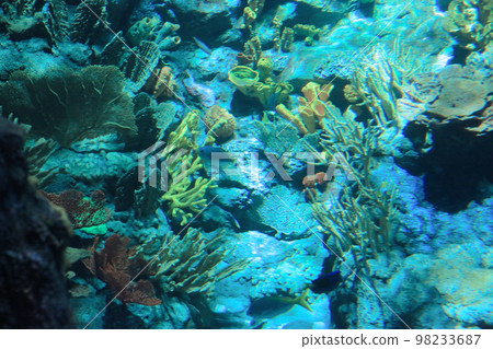 the salt water fish in the ocean or aquarium 18 Nov 2012 the salt water fish in the ocean or aquarium 18 Nov 2012 98233687