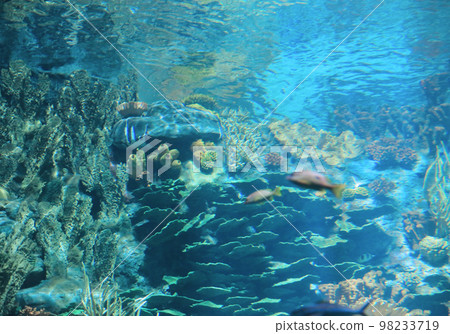 the salt water fish in the ocean or aquarium 18 Nov 2012 the salt water fish in the ocean or aquarium 18 Nov 2012 98233719