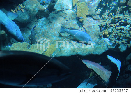 the salt water fish in the ocean or aquarium 18 Nov 2012 the salt water fish in the ocean or aquarium 18 Nov 2012 98233737