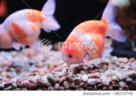 freshwater aquarium with green beautiful planted tropical 18 Nov 2012 freshwater aquarium with green beautiful planted tropical 18 Nov 2012 98233748