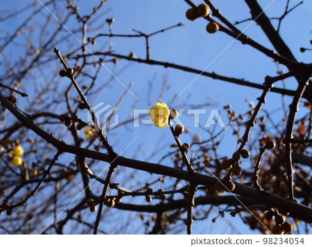 Suwa plum forest plum Suwa plum forest plum 98234054