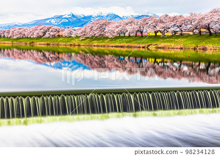 [宮城縣/一人千櫻]早春的藏王連峰與白石川防堤 98234128