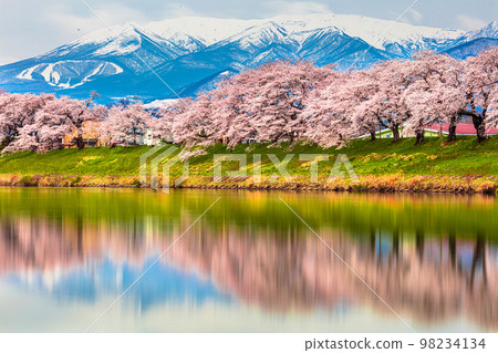 [宮城縣/一人千櫻]早春的藏王連峰與白石川防堤 98234134