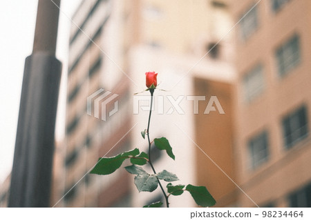 城市建築和玫瑰花蕾 98234464
