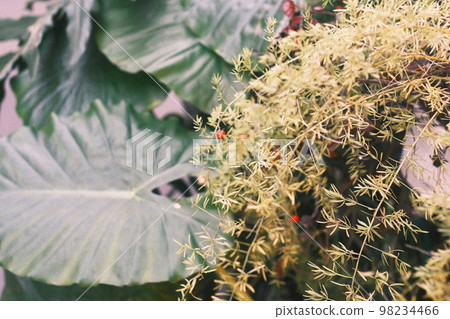 大葉子植物葉子 大葉子植物葉子 98234466