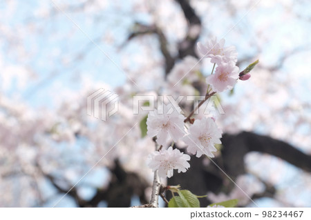 藍天和雙重櫻桃樹 98234467