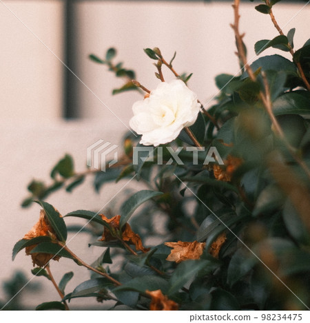White flowers and green leaves in the city White flowers and green leaves in the city 98234475