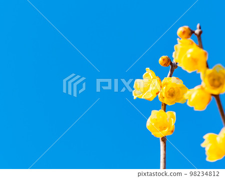 Wintersweet in full bloom in the New Year Wintersweet in full bloom in the New Year 98234812