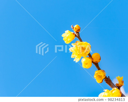 Wintersweet in full bloom in the New Year Wintersweet in full bloom in the New Year 98234813