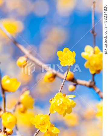 Wintersweet in full bloom in the New Year 98234826