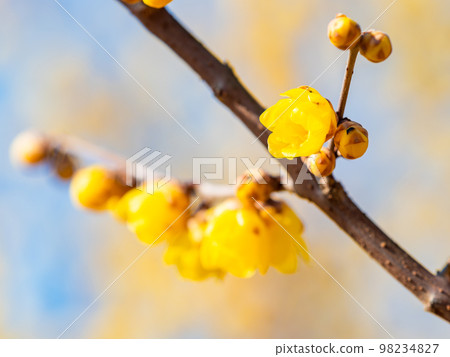 Wintersweet in full bloom in the New Year 98234827
