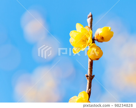 Wintersweet in full bloom in the New Year 98234828