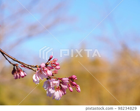 Close-up of the Shokawa cherry blossoms that have begun to bloom 98234829